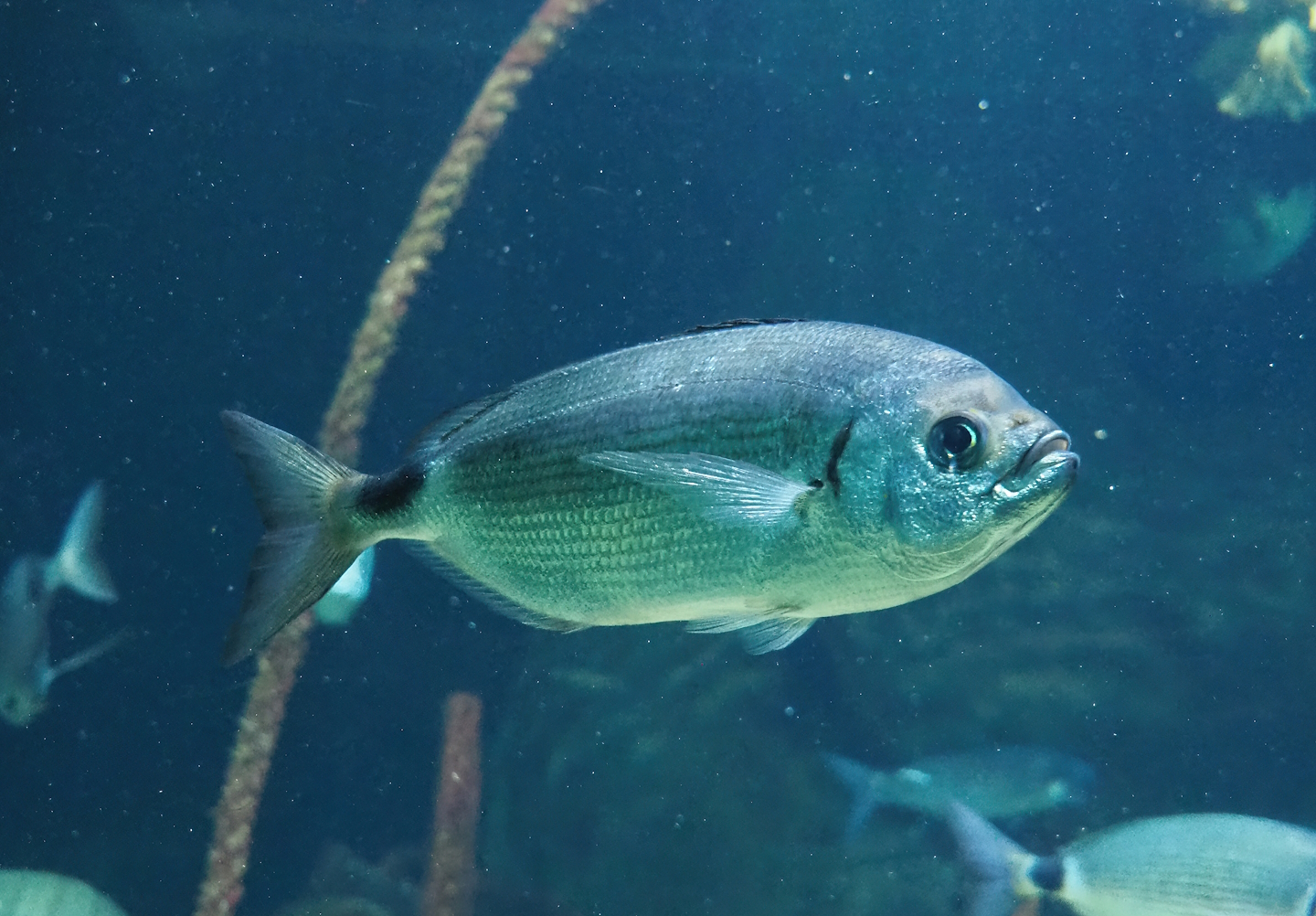 Saddled seabream (Oblada melanura), 2023-07-02