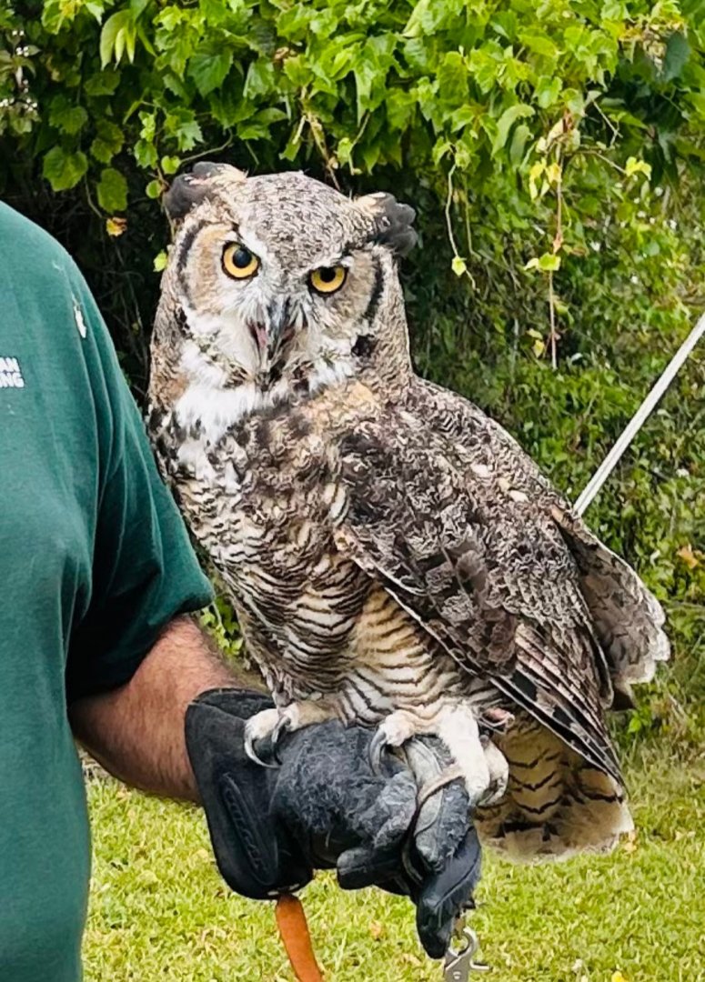 Sadie the Great Horned Owl (Lake Erie Metropark Hawkfest, 9/21/25)