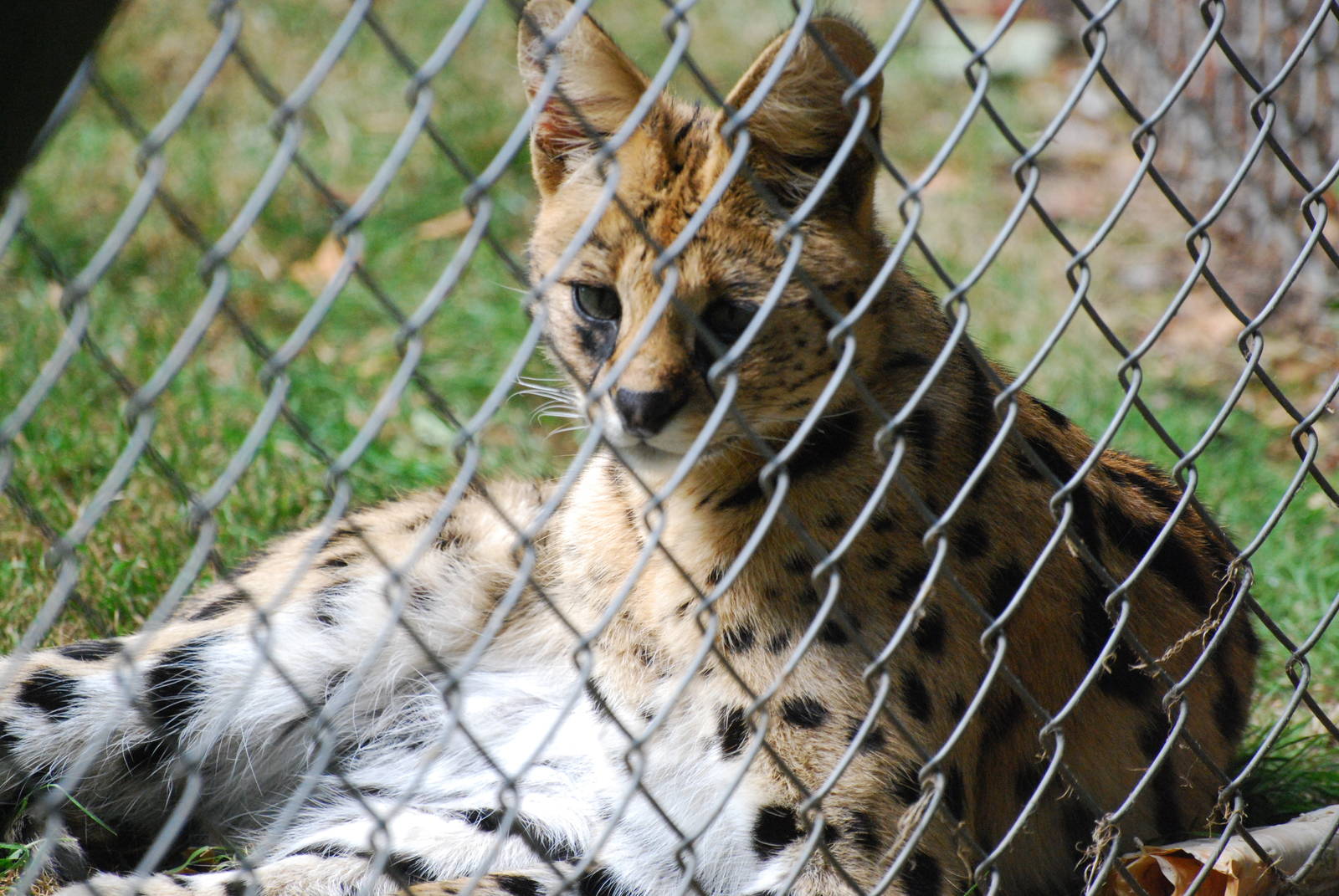 Saerval at Africa Alive!