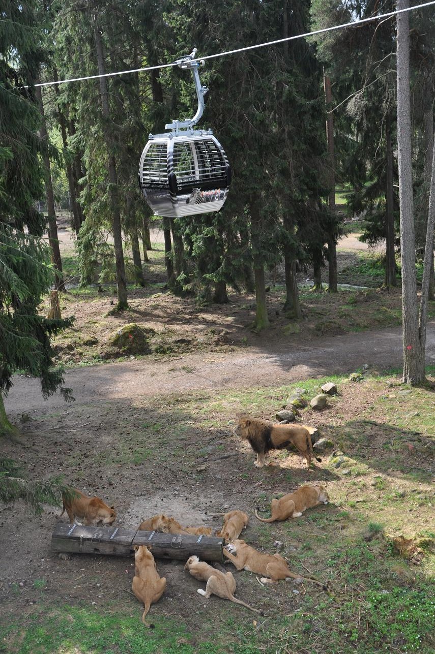 SAFARI 2011 -  ONLY METERS OVER LIONS