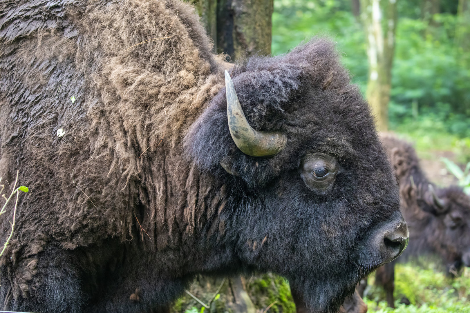 Safari Adventure: American bison (Bison bison)