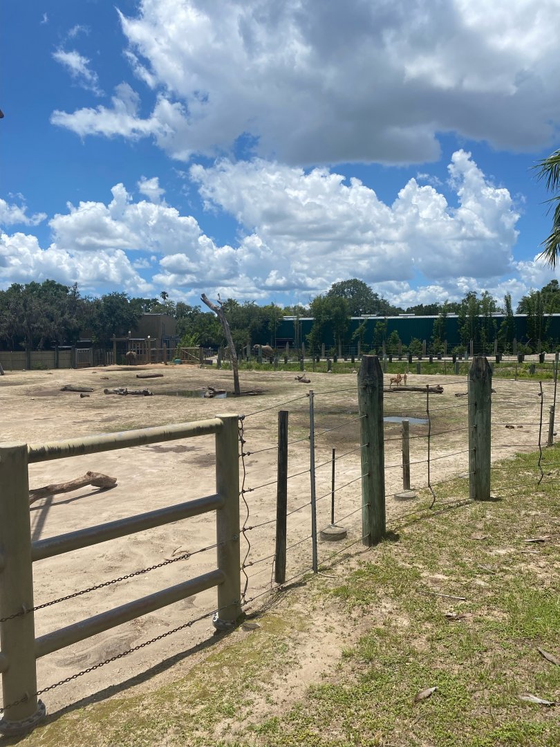 Safari Africa- African Elephant and Impala Exhibit