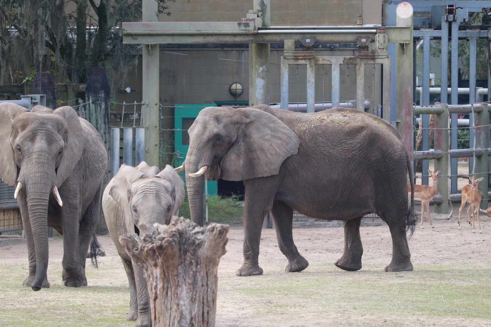 Safari Africa - African Elephant - Kenyan Impala
