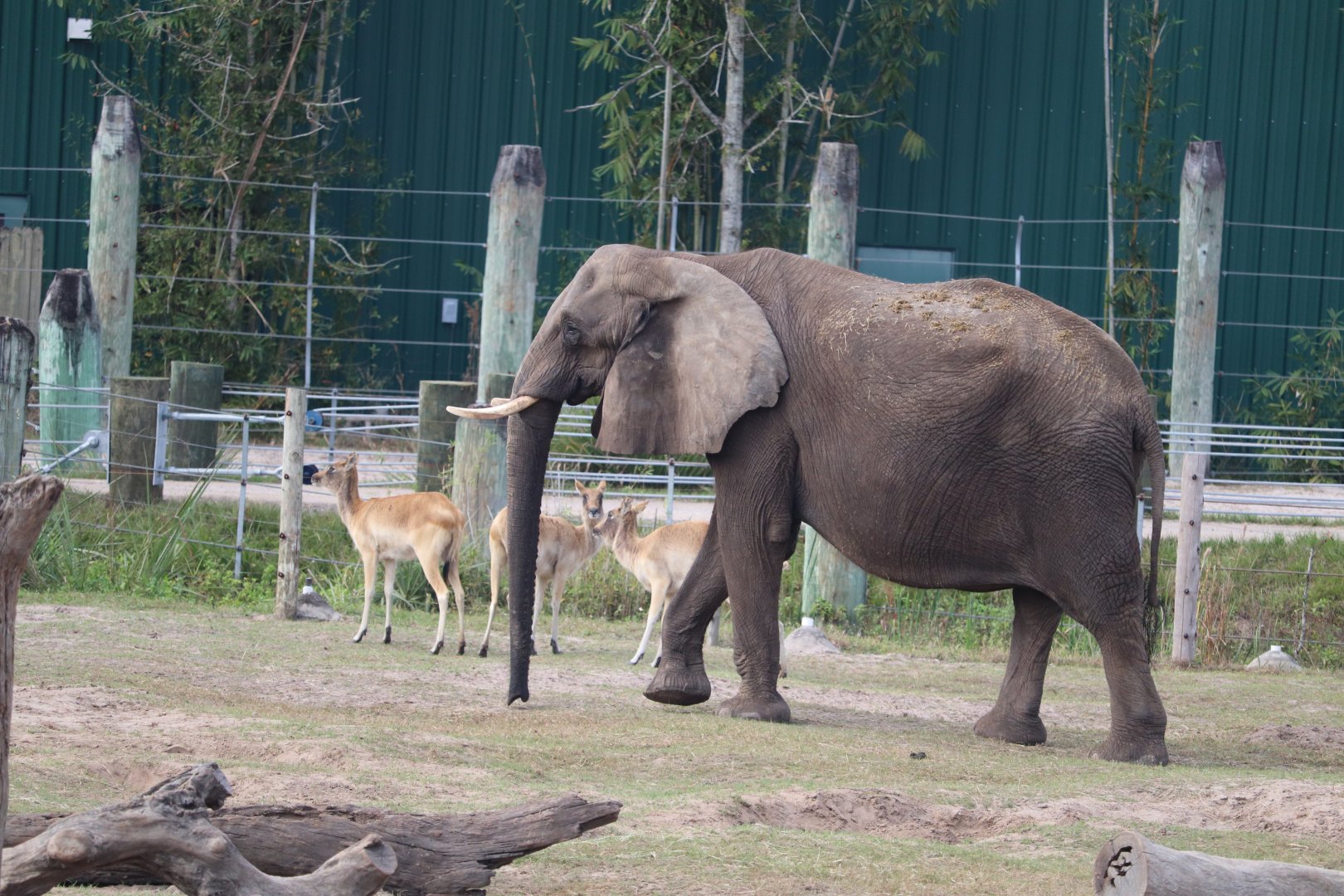 Safari Africa - African Elephant - Nile Lechwe