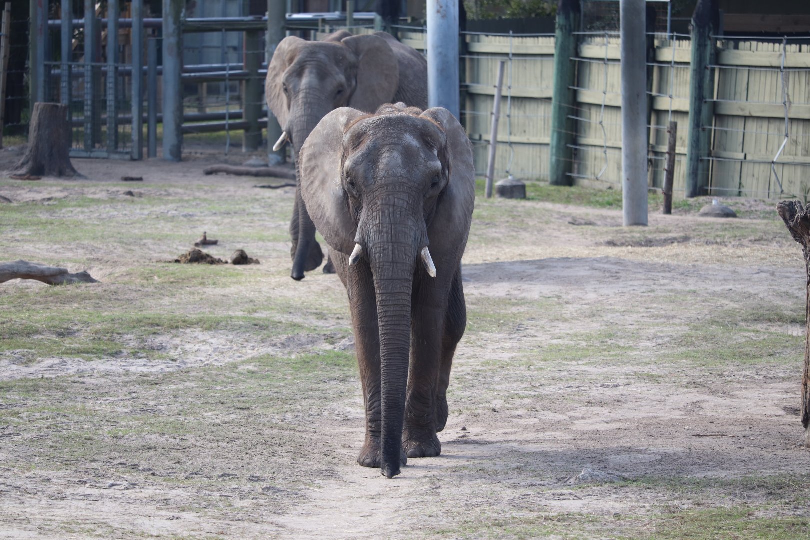 Safari Africa - African Elephant