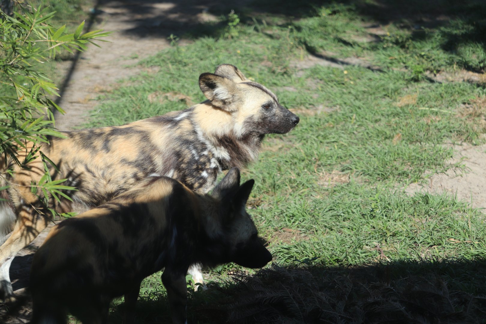 Safari Africa - African Painted Dog