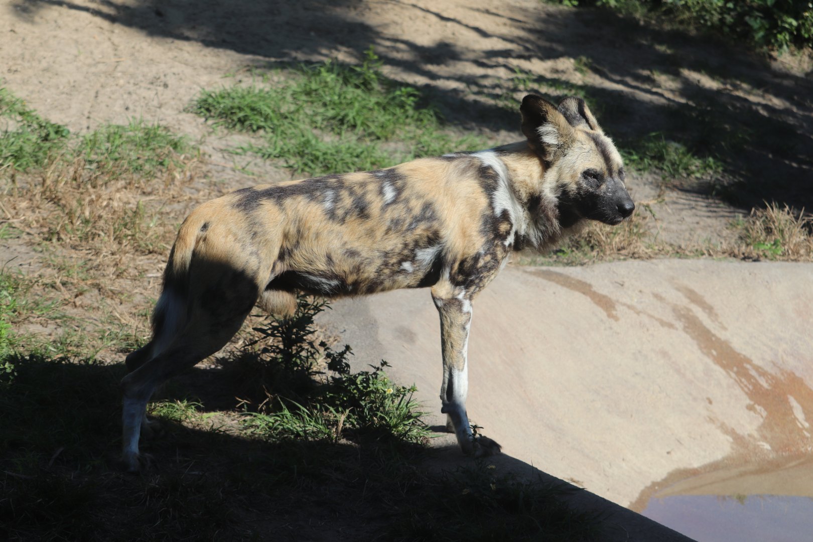 Safari Africa - African Painted Dog