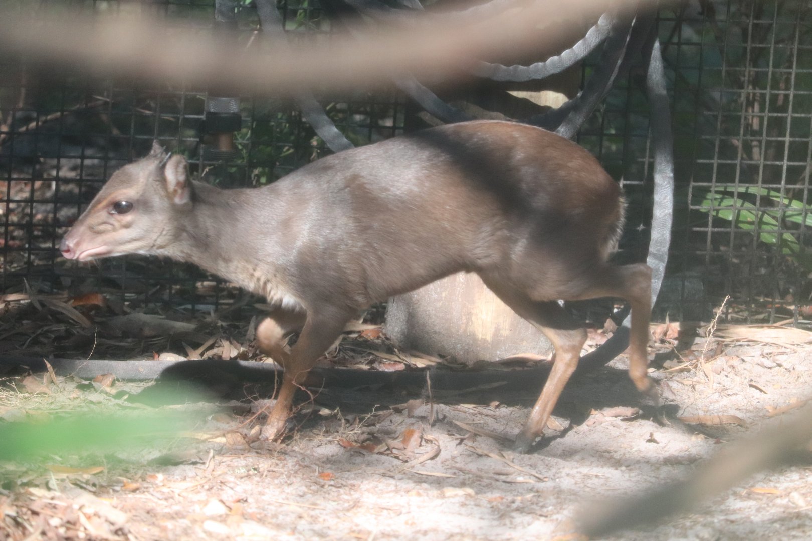 Safari Africa - Blue Duiker