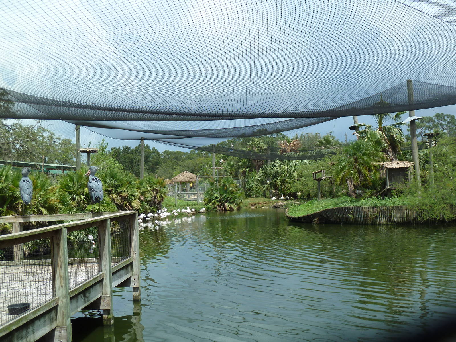 Safari Africa - Enormous Aviary - See 2 Shoebill Storks?