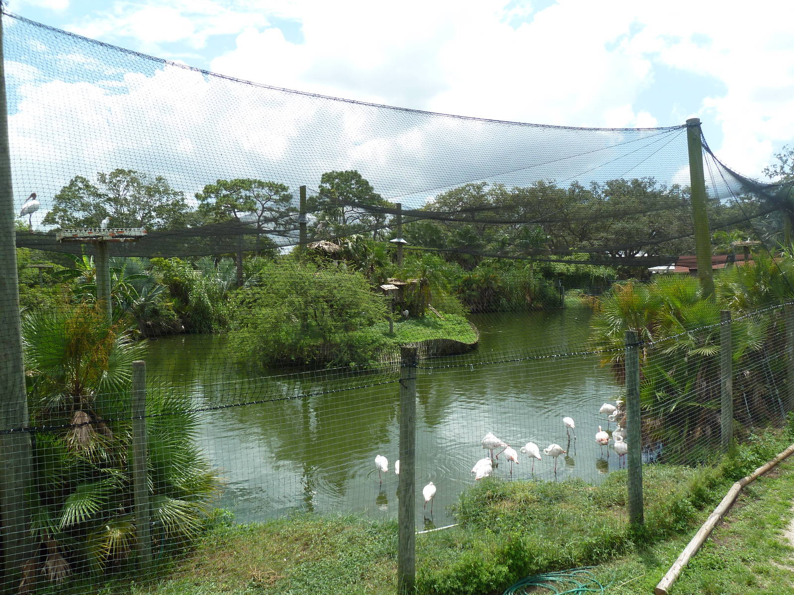 Safari Africa - Enormous Aviary