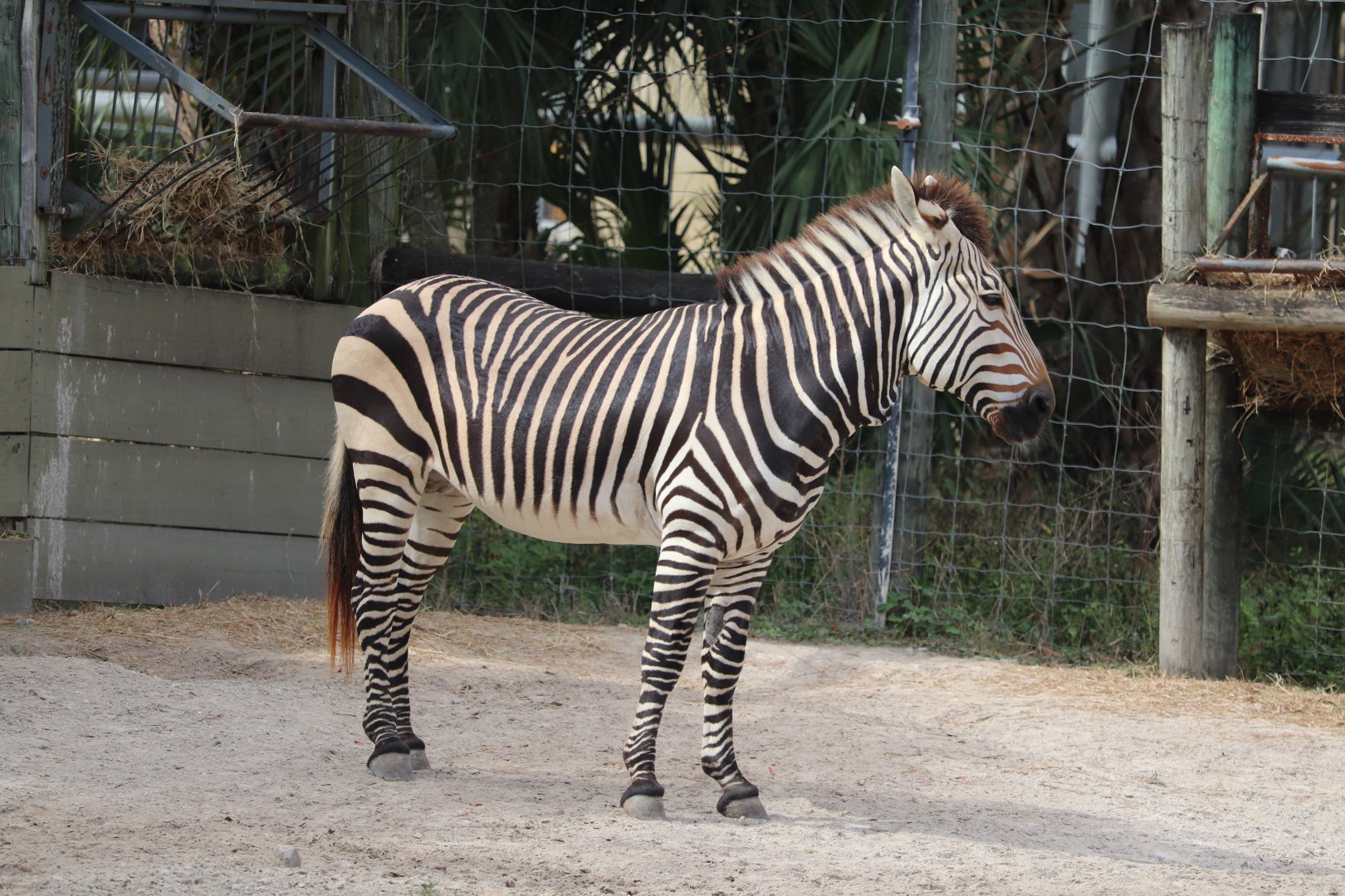 Safari Africa - Hartmann's Mountain Zebra