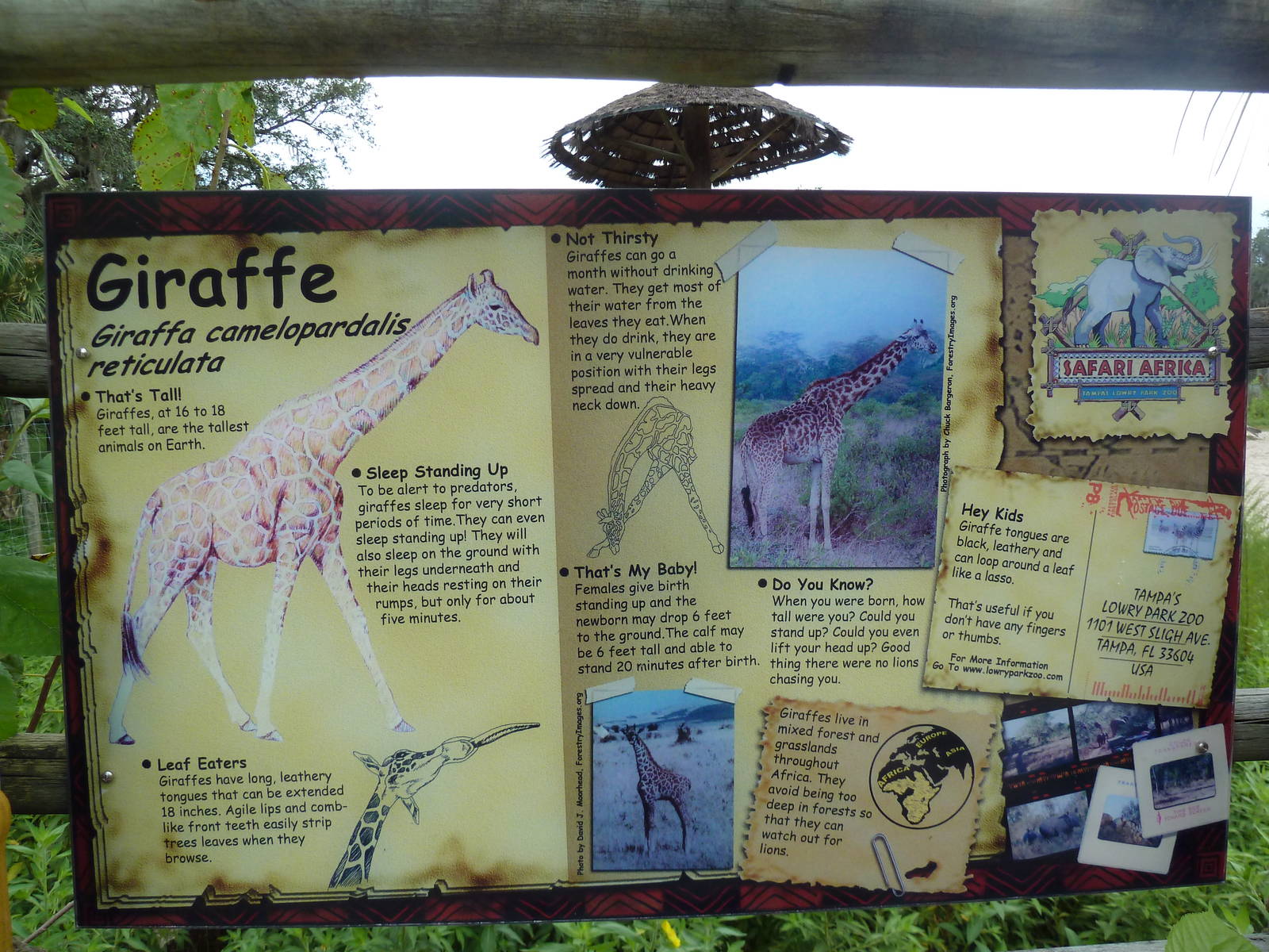 Safari Africa - Impressive Giraffe Sign