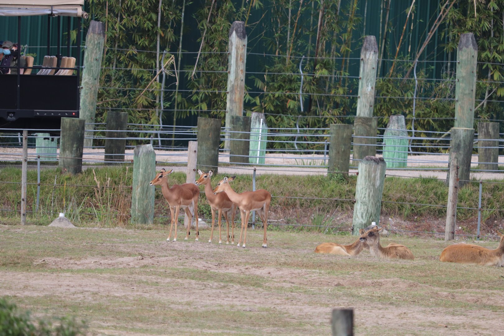 Safari Africa - Kenyan Impala - Nile Lechwe