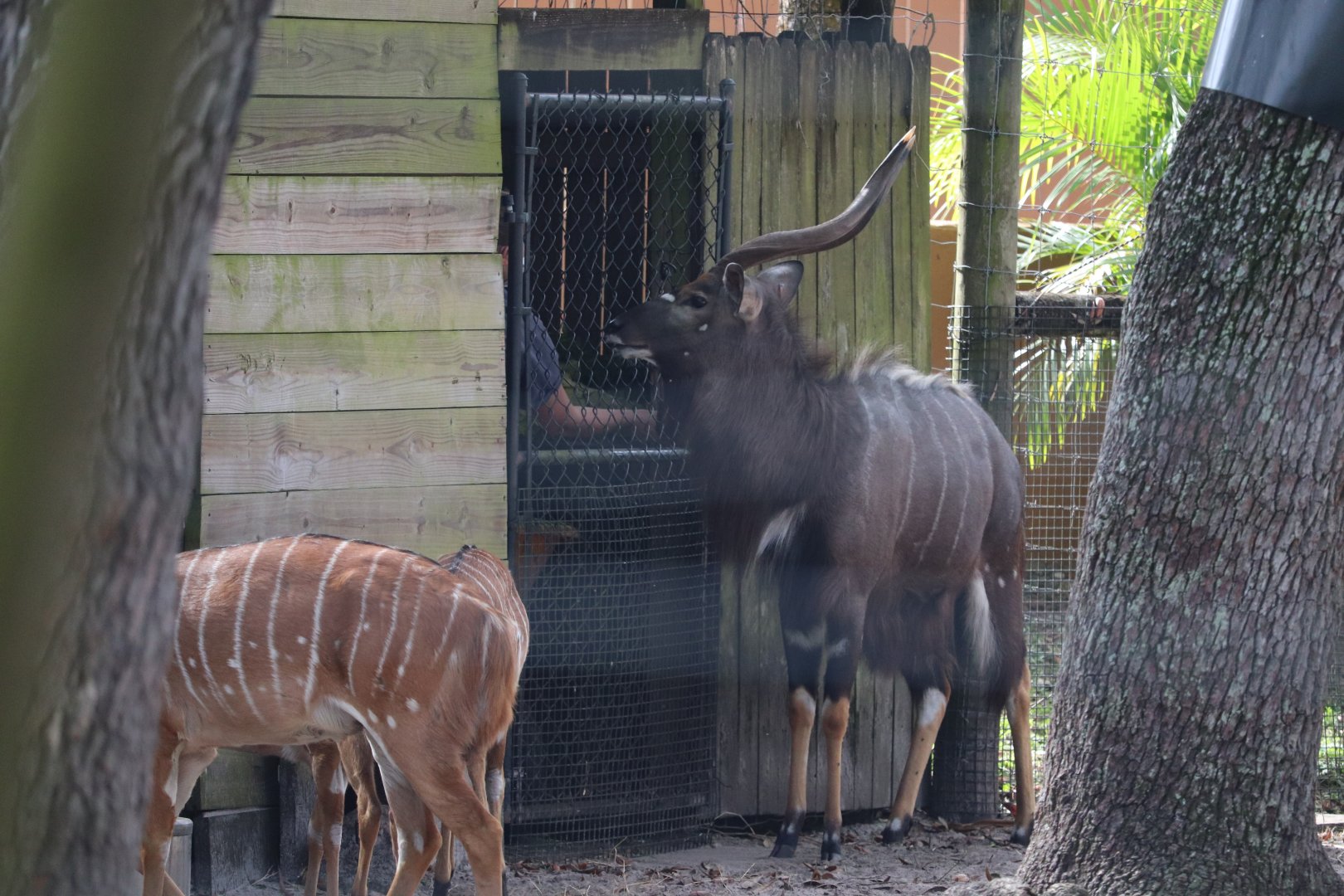 Safari Africa - Lowland Nyala