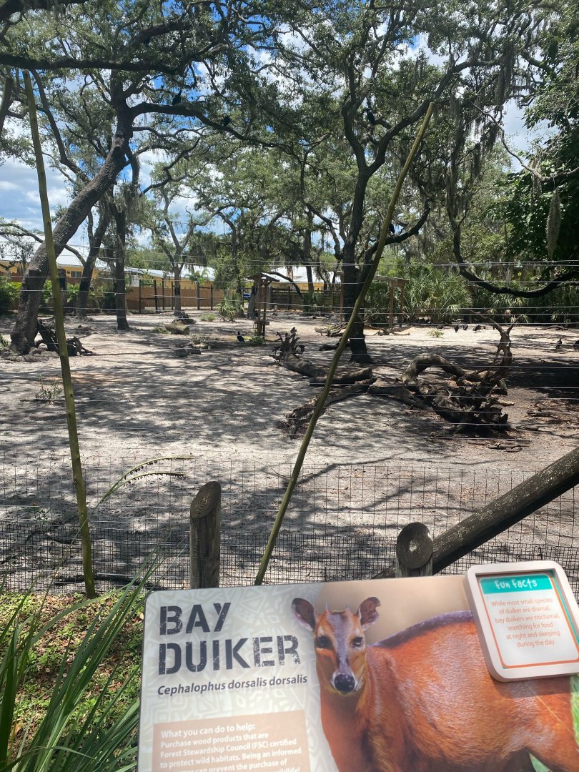Safari Africa- Lowland Nyla and Bay Duiker Exhibit