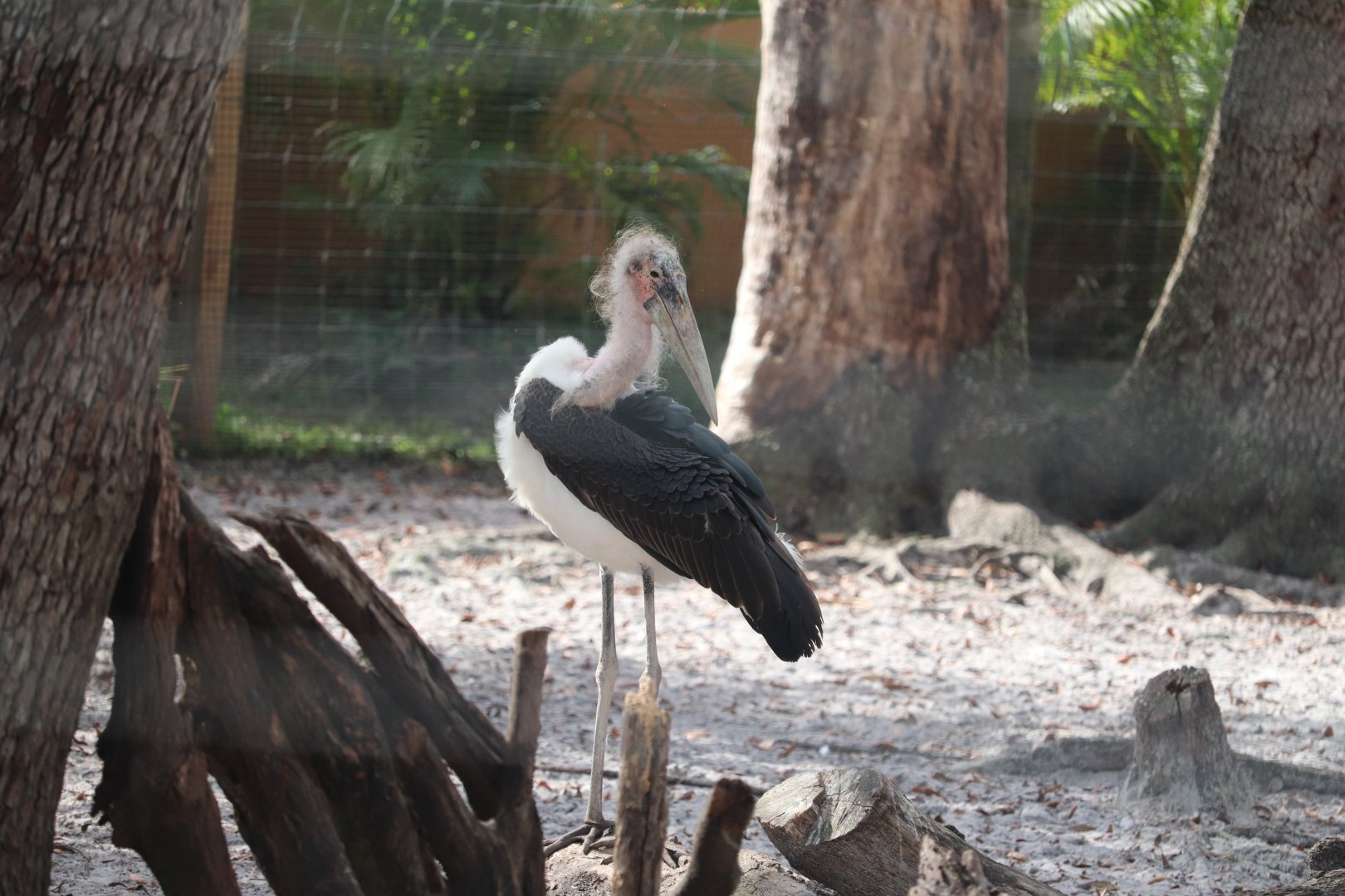 Safari Africa - Marabou Stork