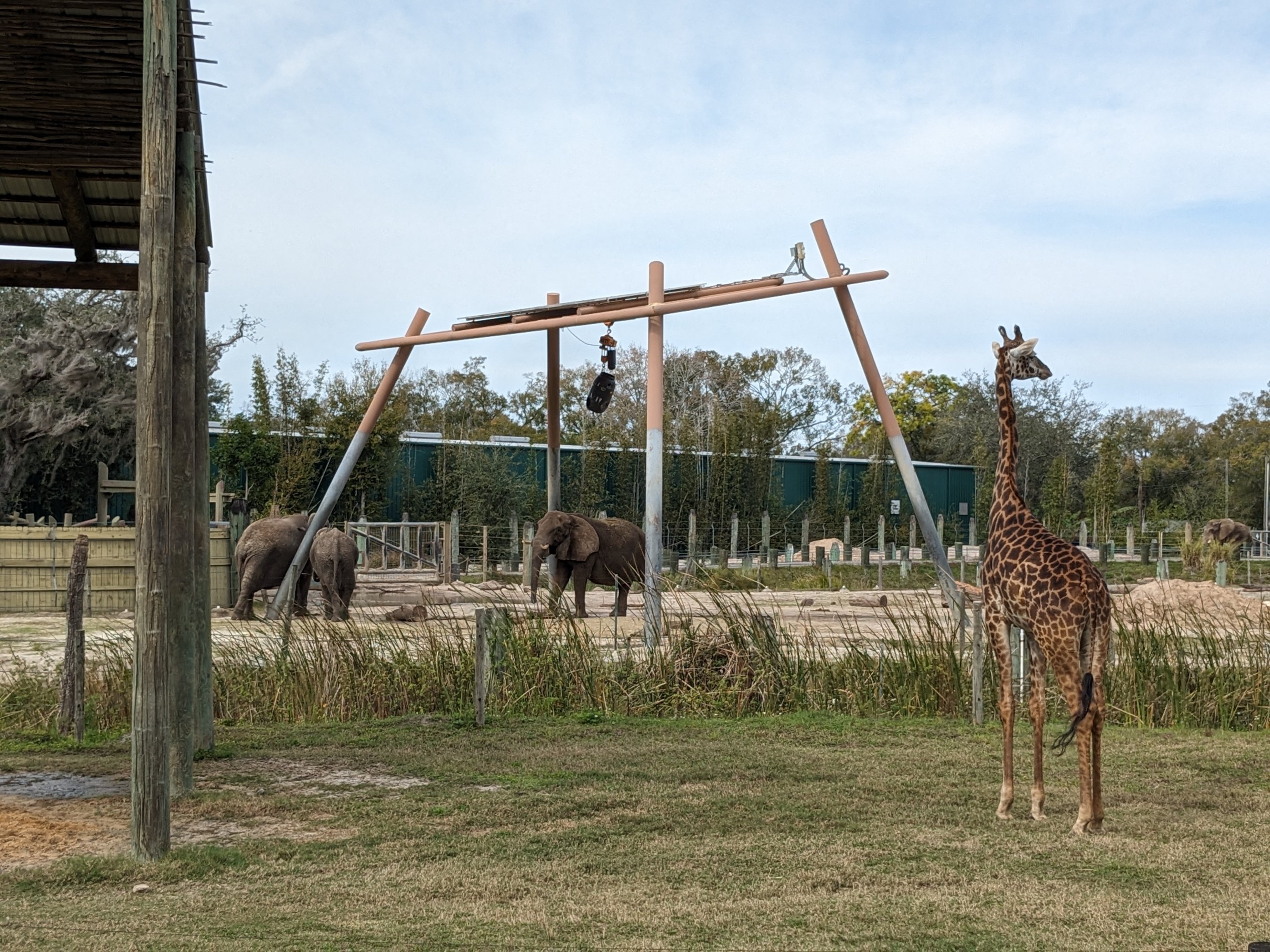 Safari Africa - Masai giraffe and African bush elephant