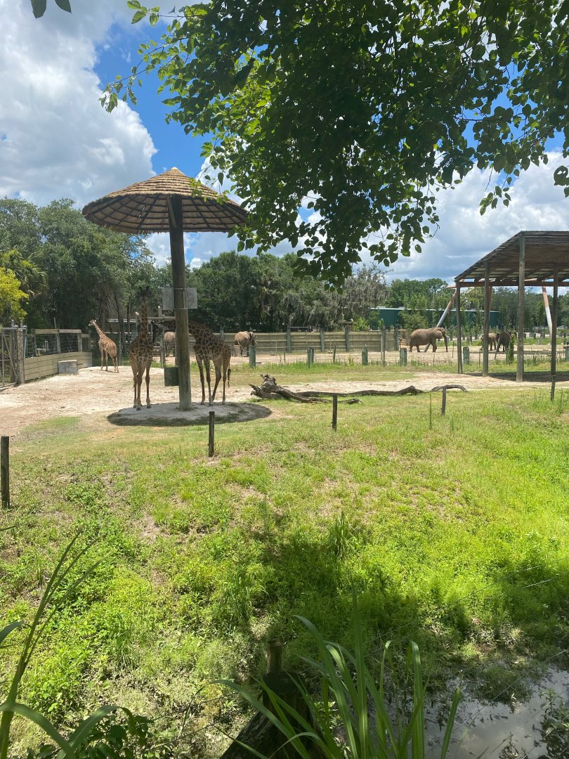 Safari Africa- Masai Giraffe Exhibit