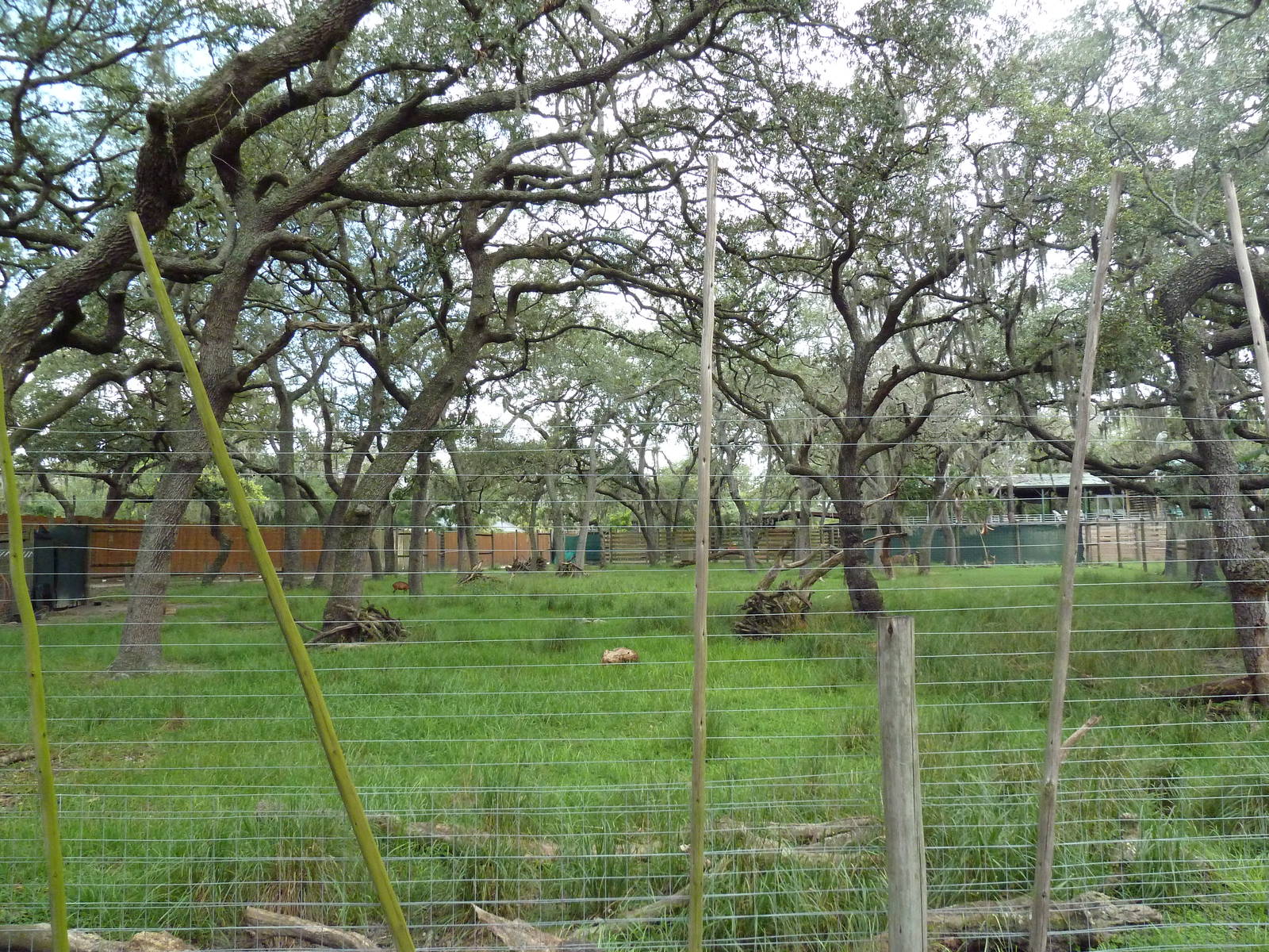 Safari Africa - Mixed-Species Exhibit (4 Species)