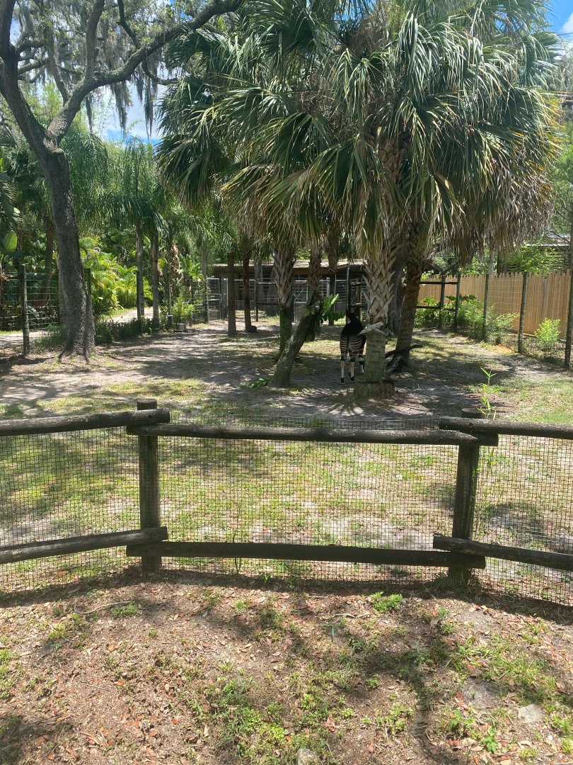 Safari Africa- Okapi Exhibit