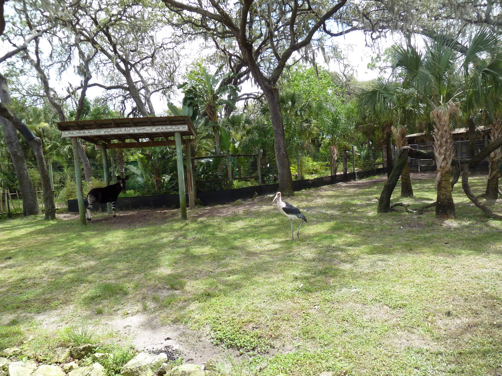 Safari Africa - Okapi/Marabou Stork Exhibit