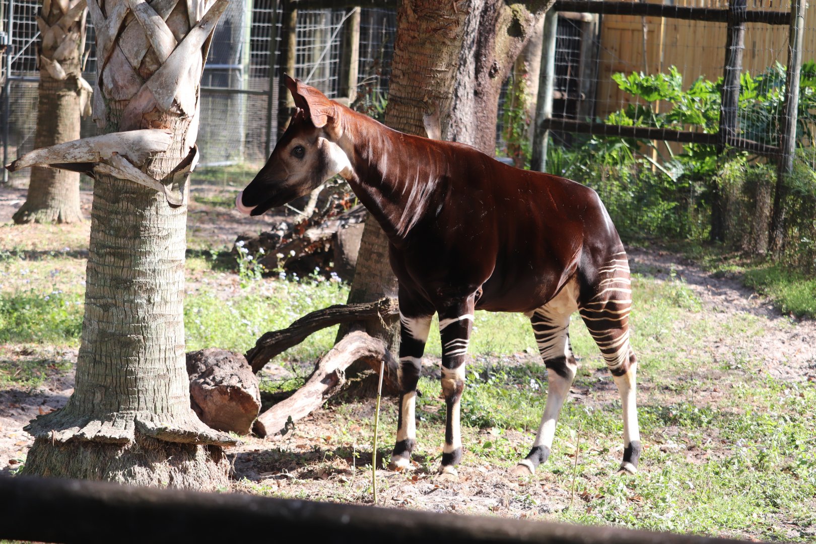 Safari Africa - Okapi