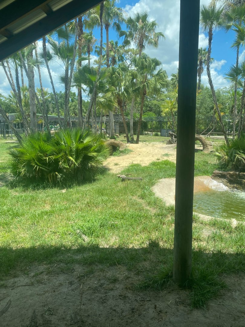 Safari Africa- Painted Dog Exhibit