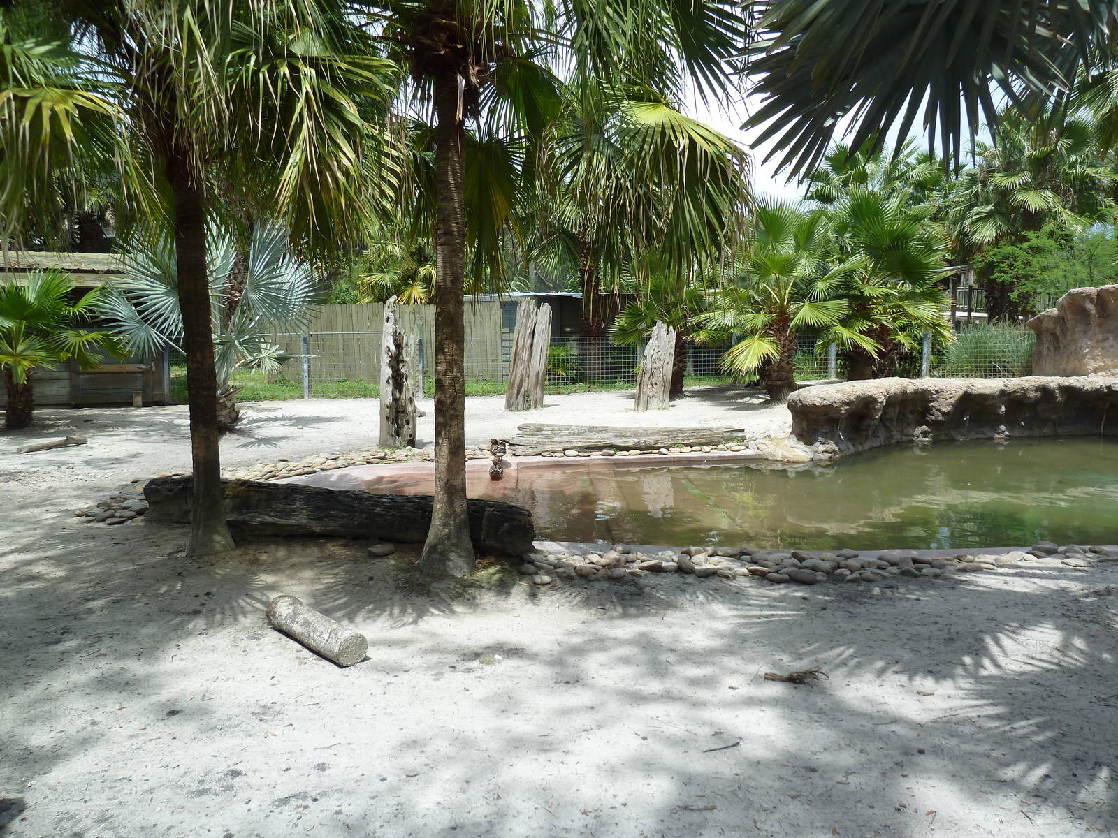 Safari Africa - Pygmy Hippo Exhibit