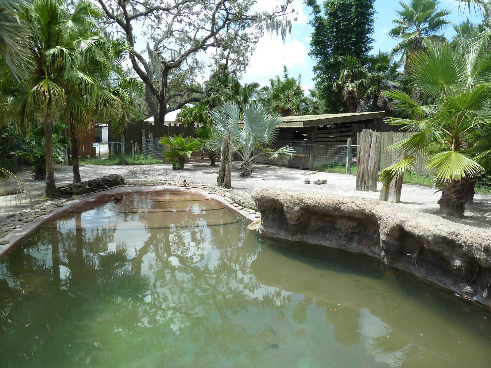 Safari Africa - Pygmy Hippo Exhibit