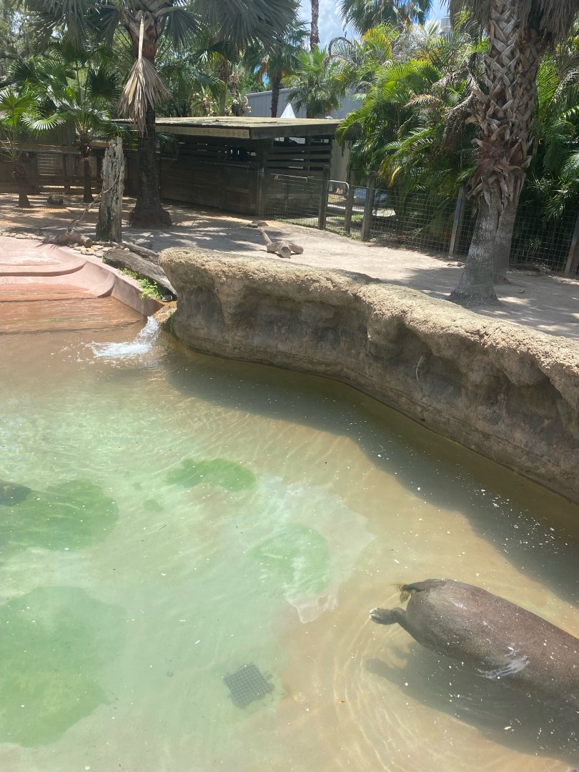 Safari Africa- Pygmy Hippo Exhibit