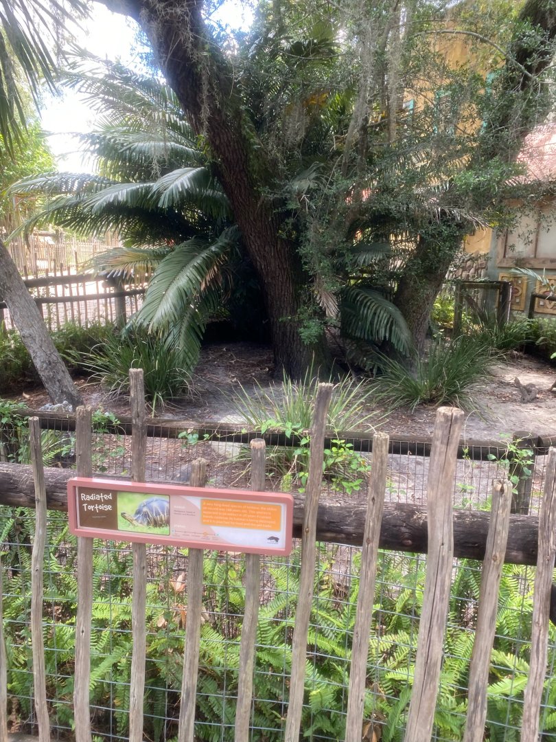 Safari Africa- Radiated Tortoise Exhibit