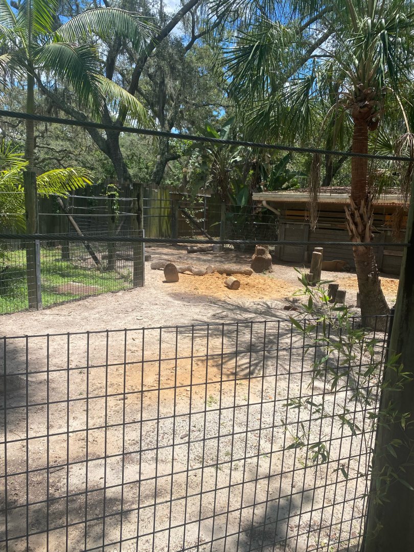 Safari Africa- Red River Hog Exhibit