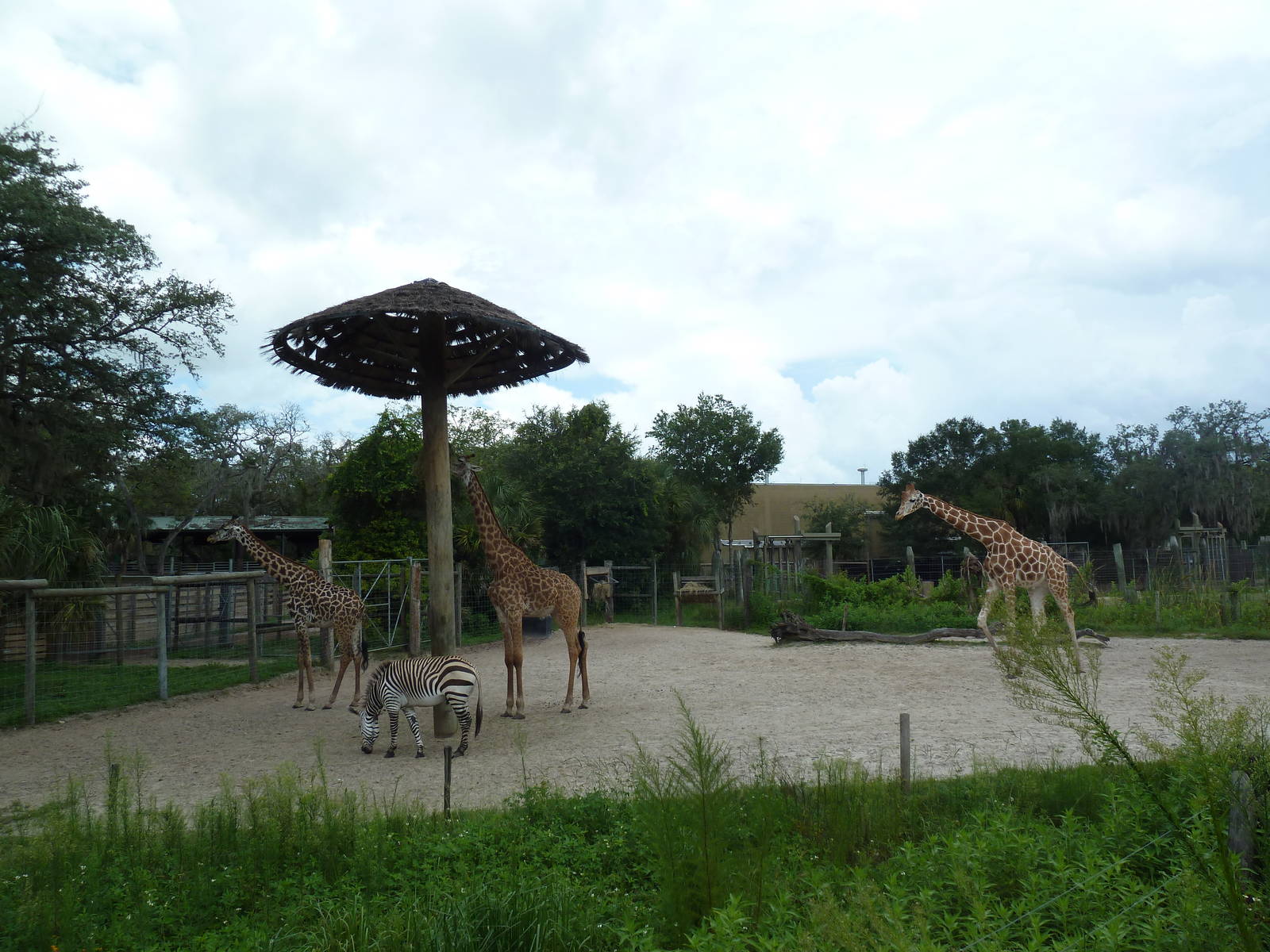 Safari Africa - Reticulated Giraffe/Hartmann's Mountain Zebra Exhibit
