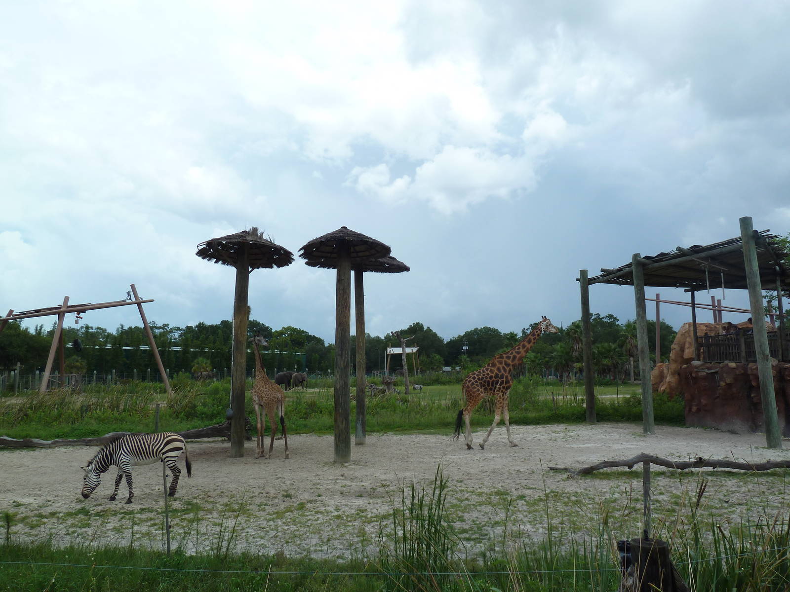 Safari Africa - Reticulated Giraffe/Hartmann's Mountain Zebra Exhibit