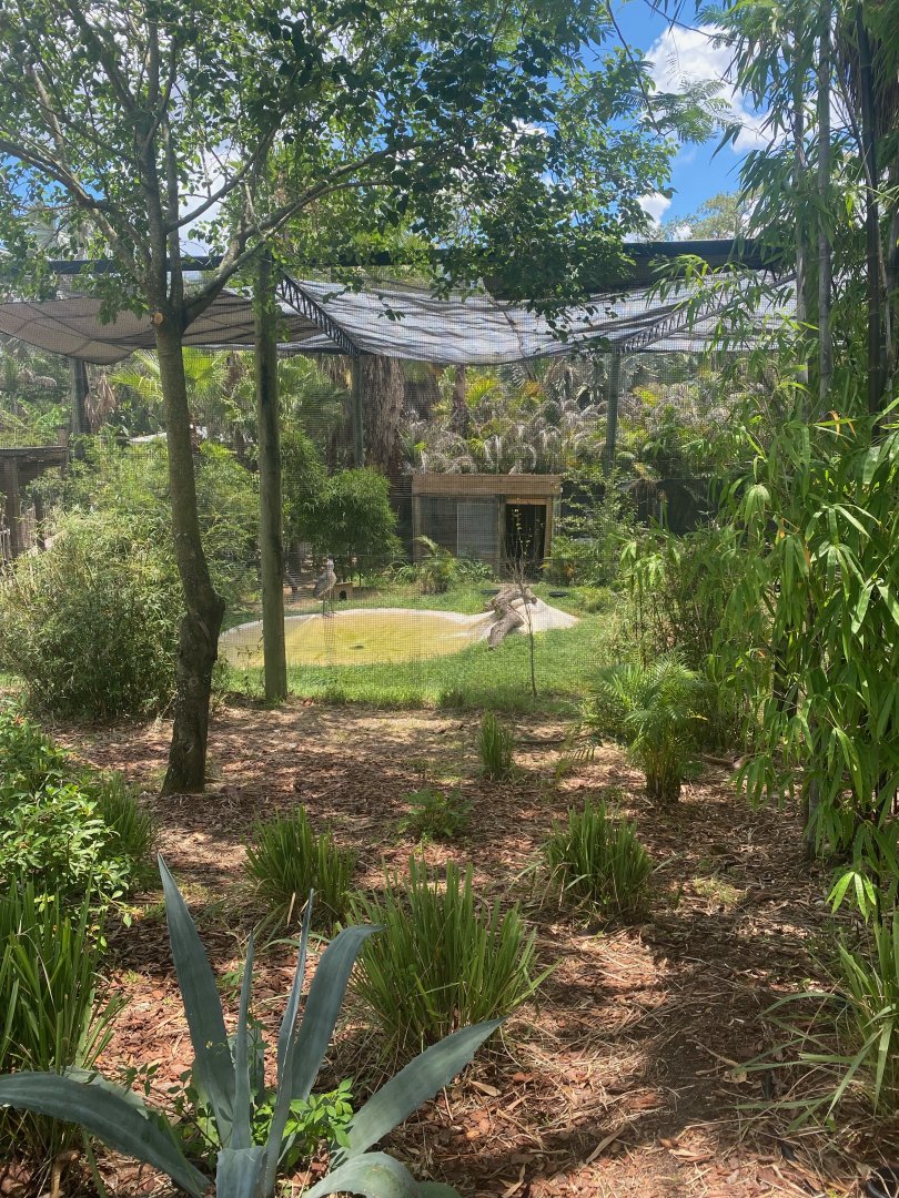 Safari Africa- Shoebill Exhibit