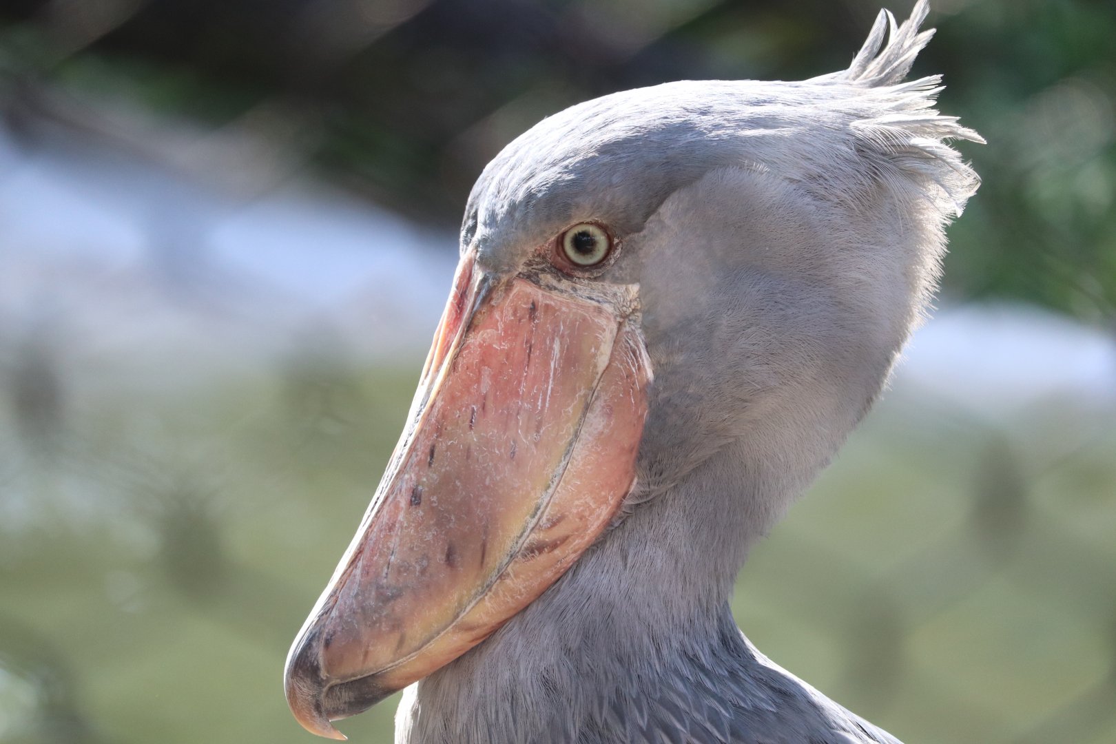 Safari Africa - Shoebill