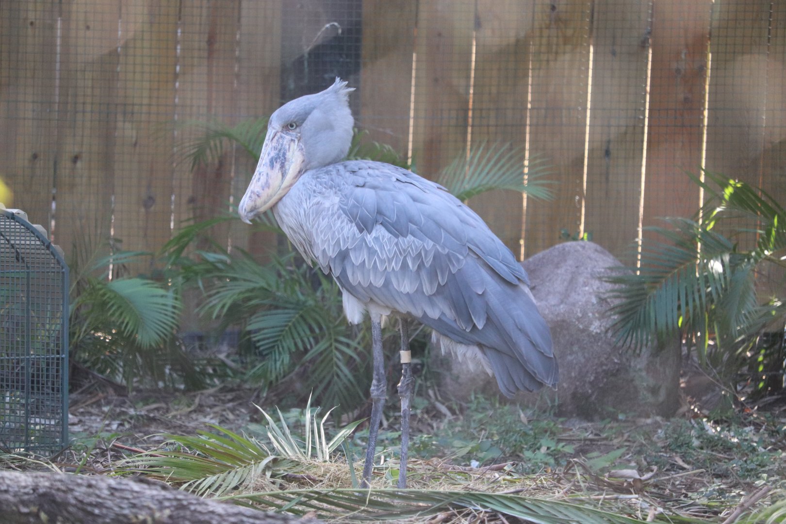 Safari Africa - Shoebill