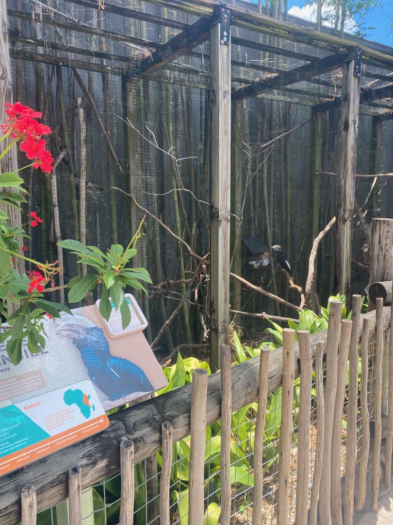 Safari Africa- Silvery-cheeked Hornbill Exhibit