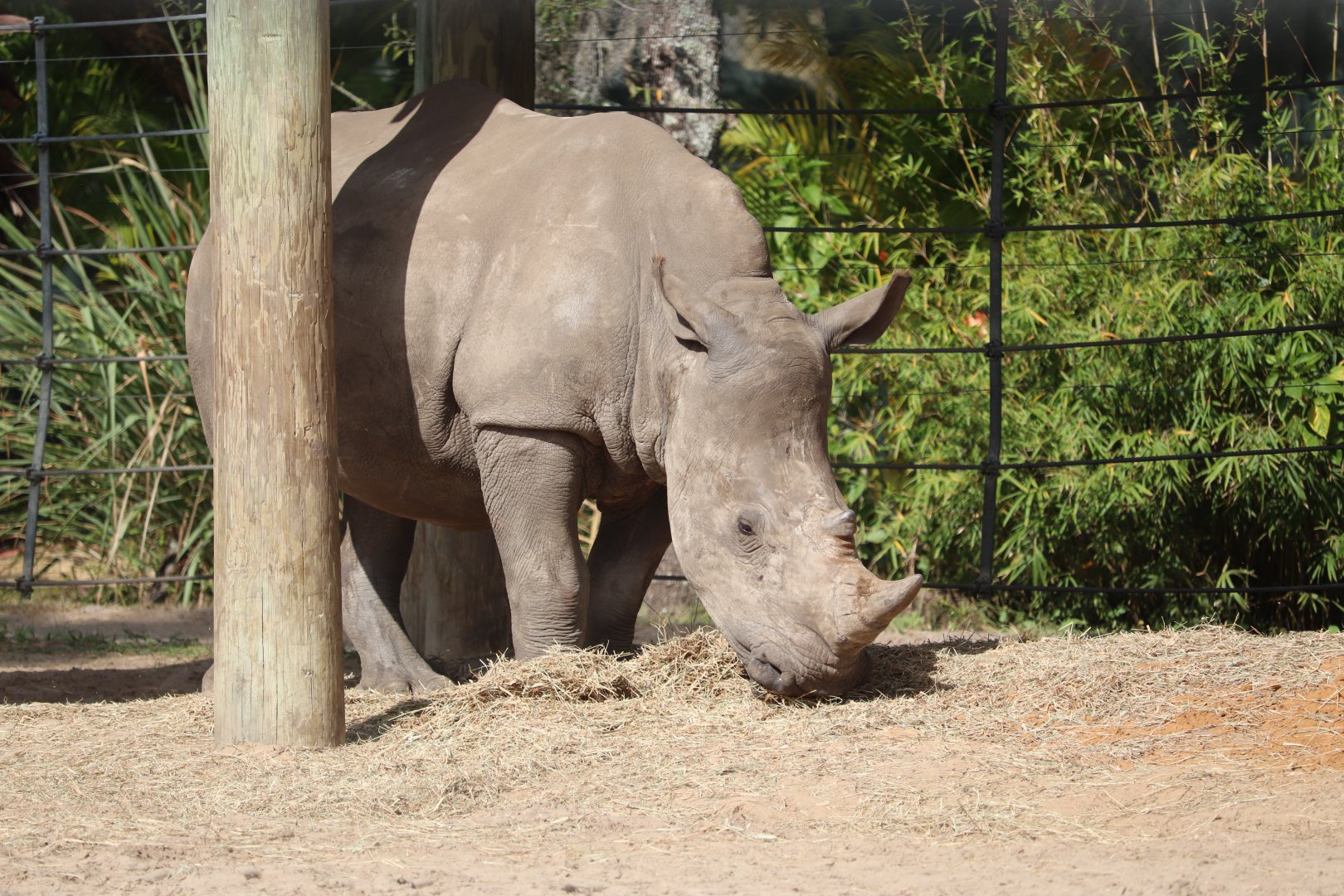 Safari Africa - Southern White Rhinoceros