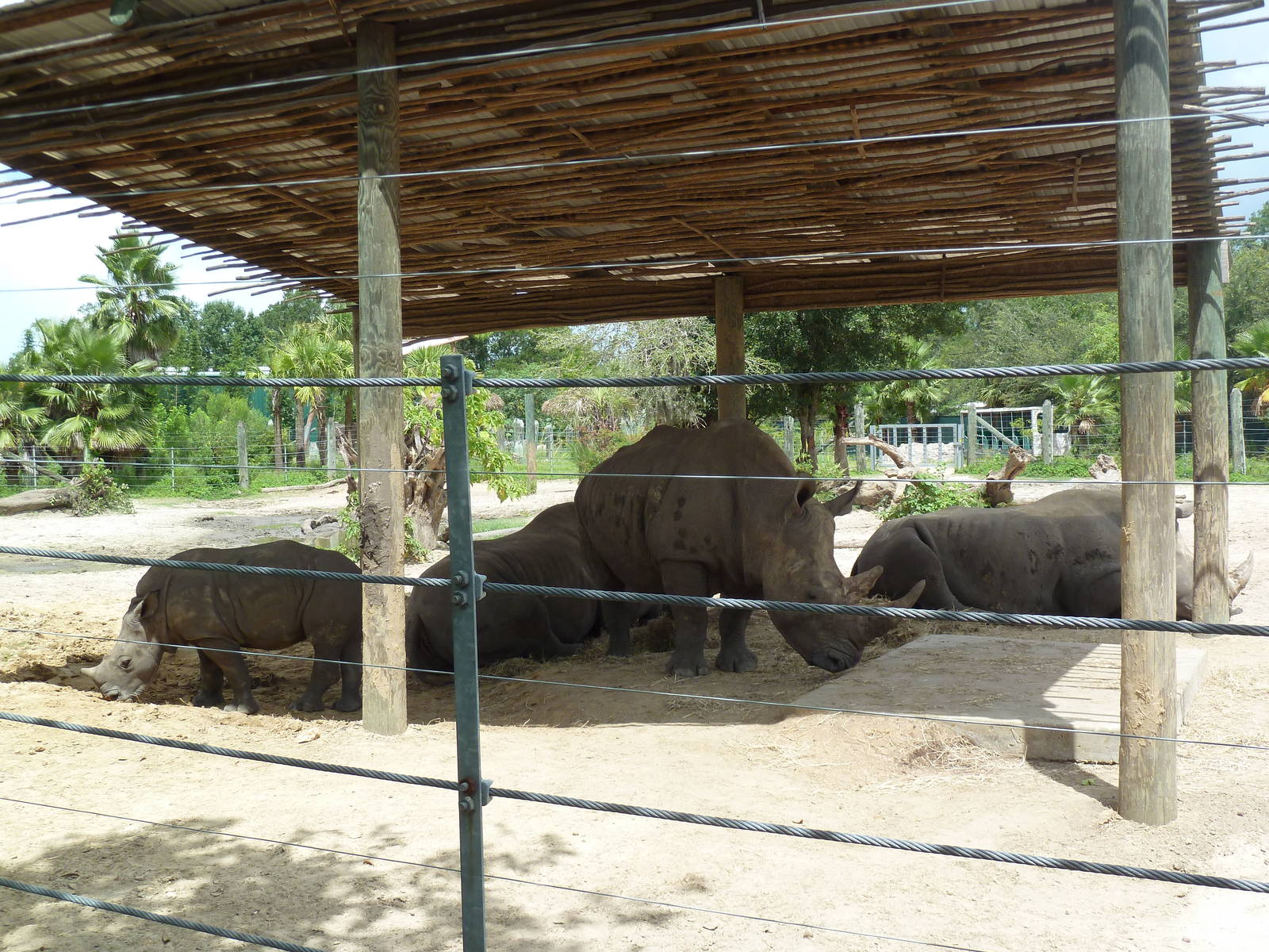 Safari Africa - White Rhino/Grevy's Zebra Exhibit