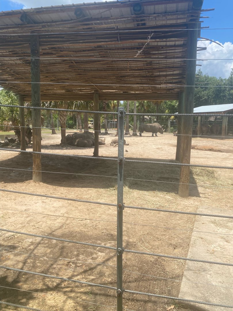 Safari Africa- White Rhinoceros Exhibit