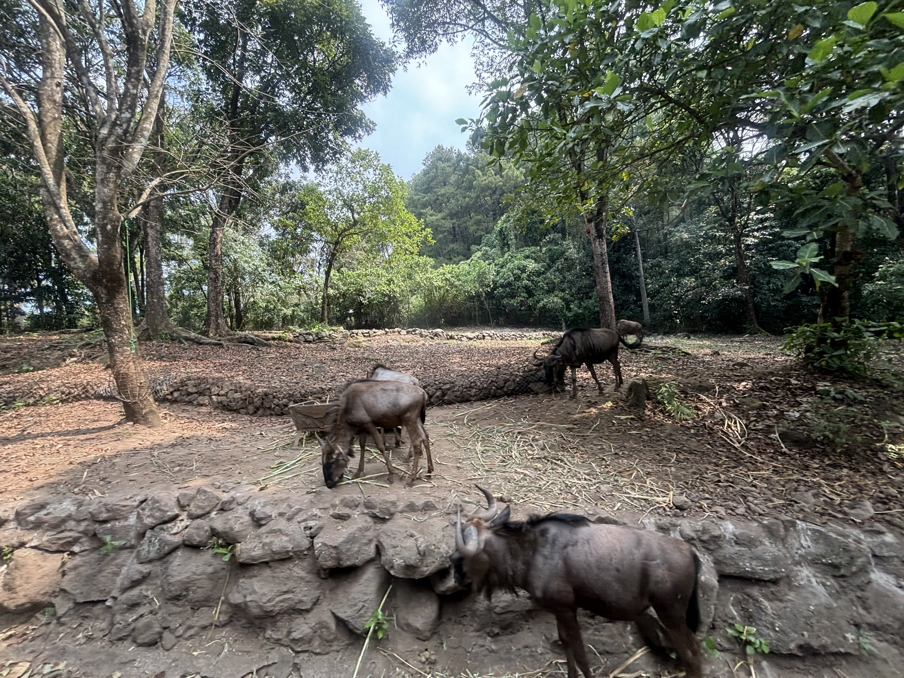 Safari - African Area