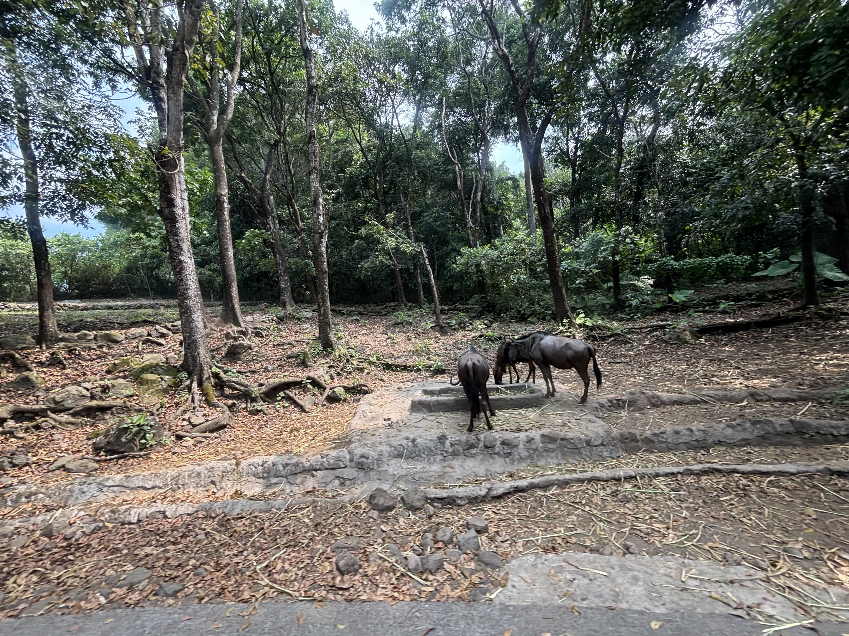 Safari - African Area