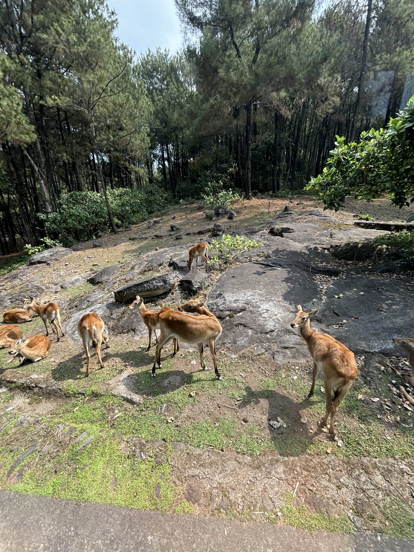 Safari - African Area