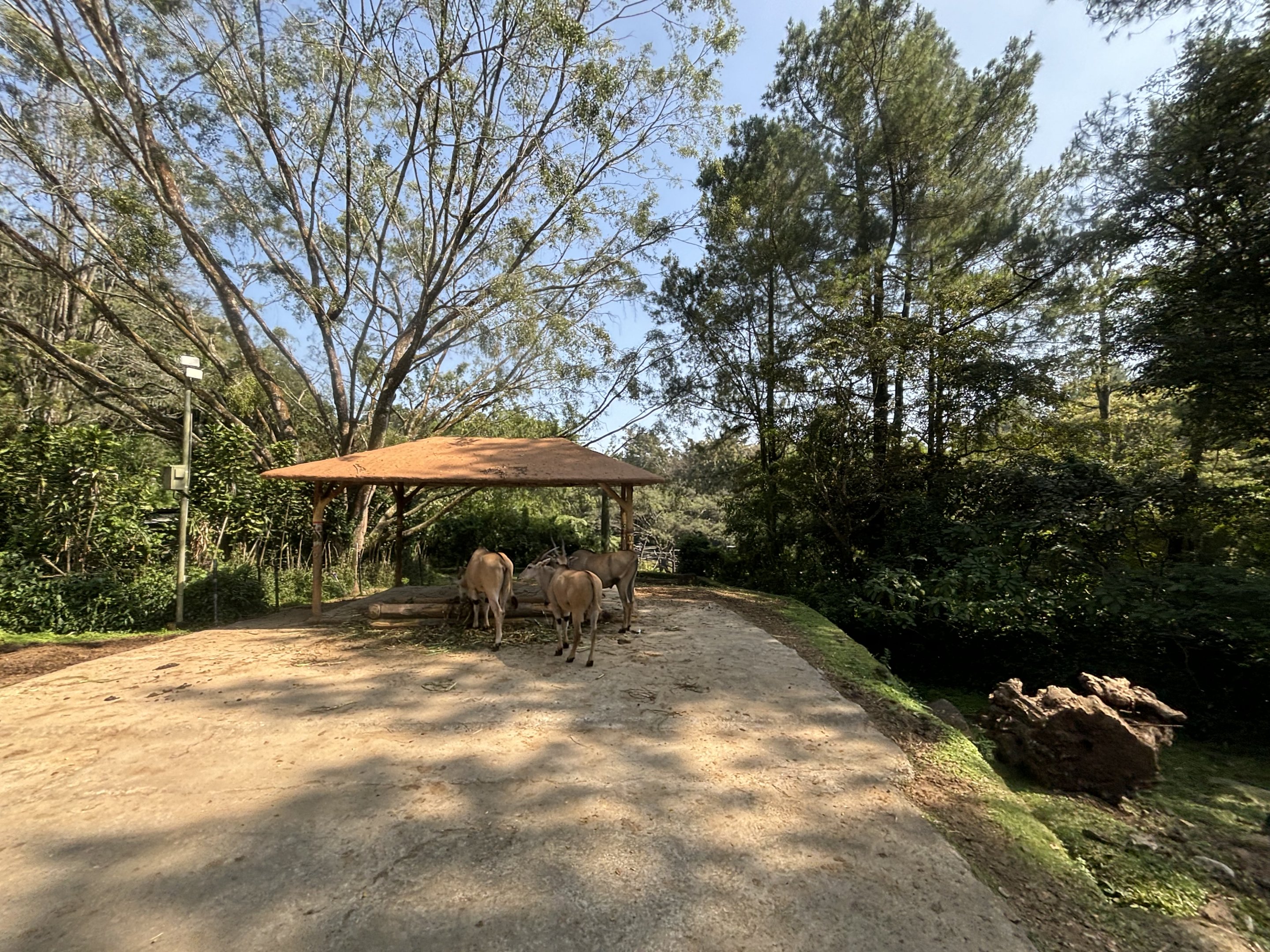 Safari - African Hoofstock Exhibit
