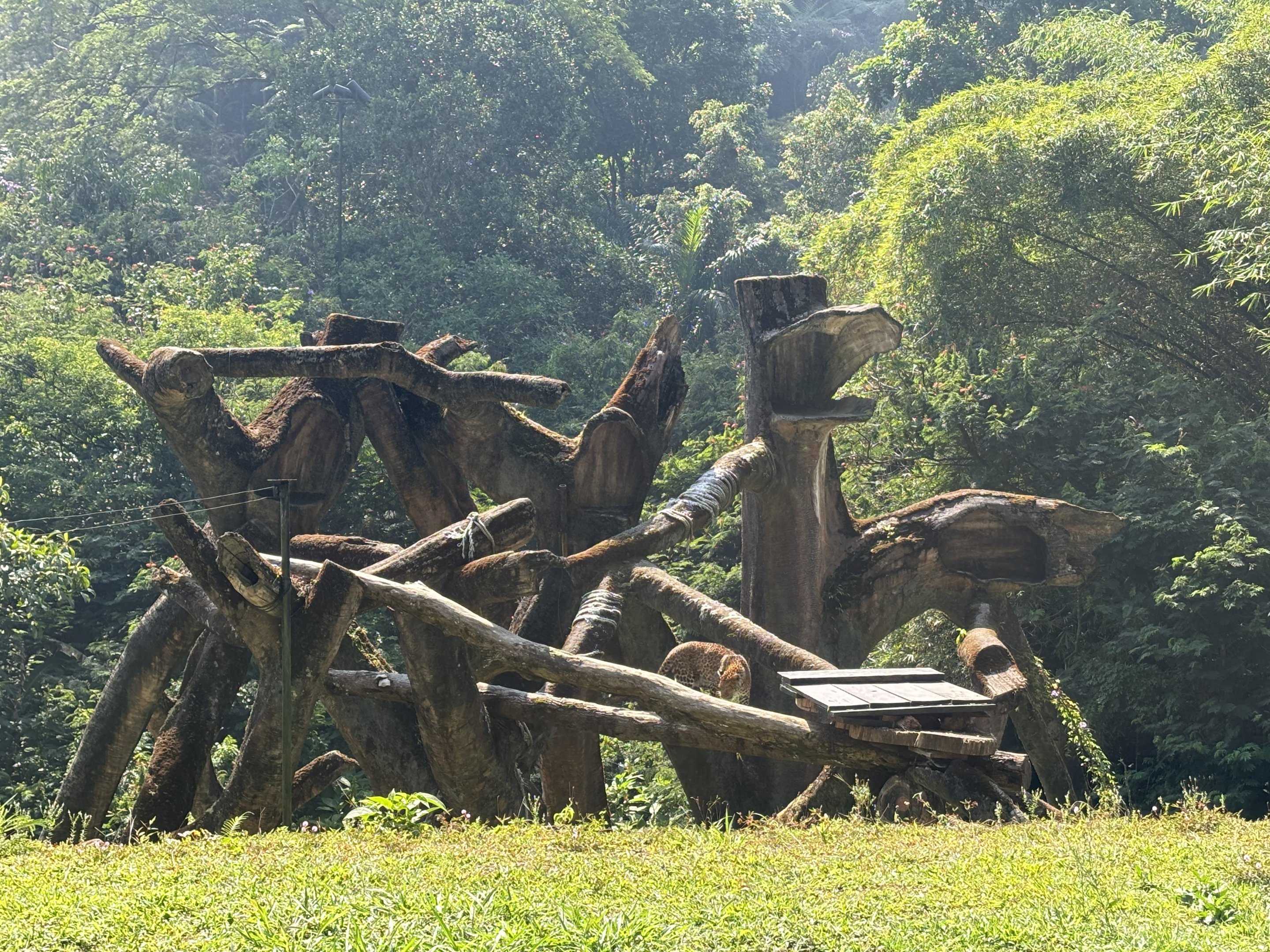 Safari - African Leopard Exhibit - see the cat?