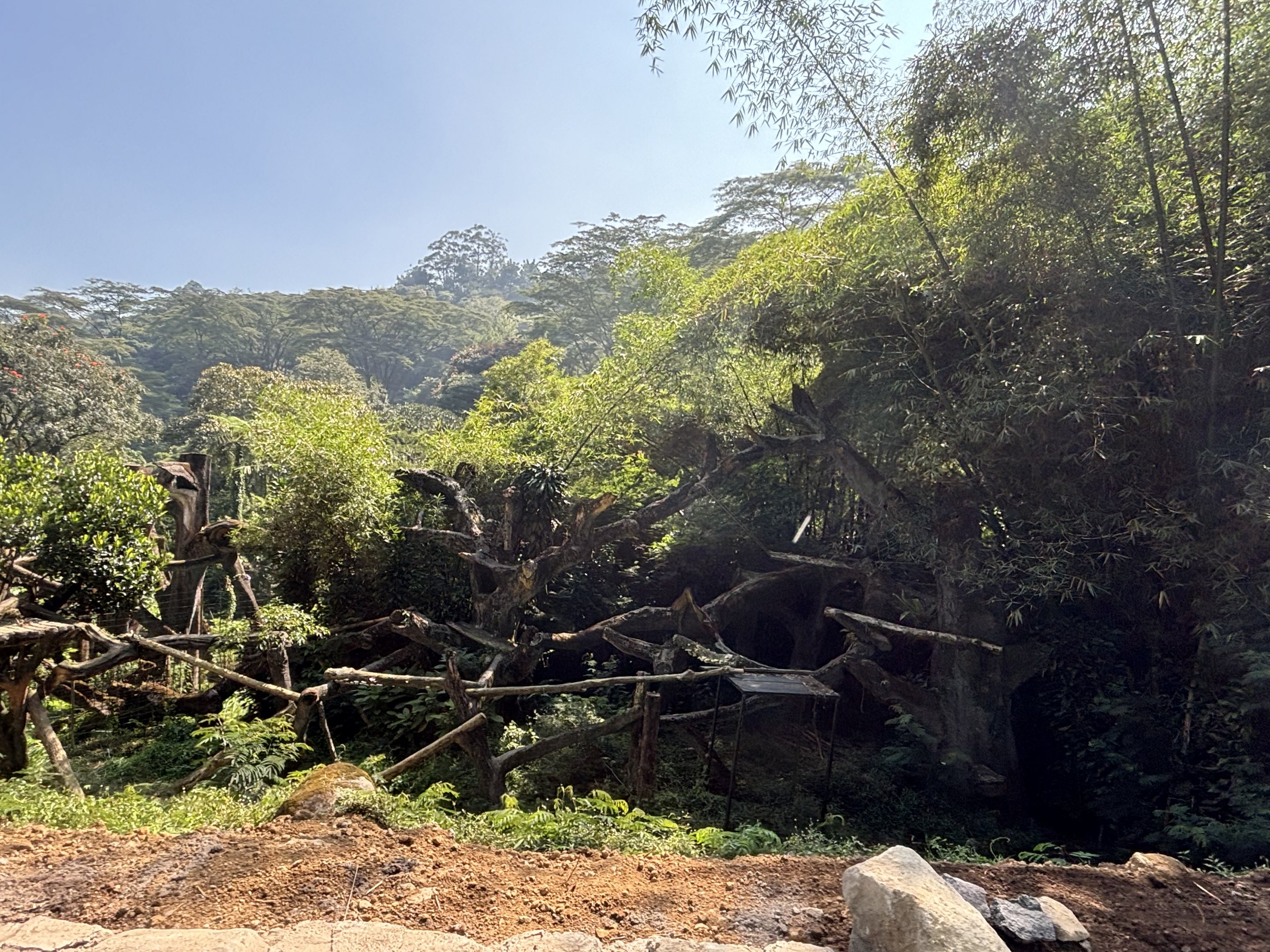 Safari - African Leopard Exhibit