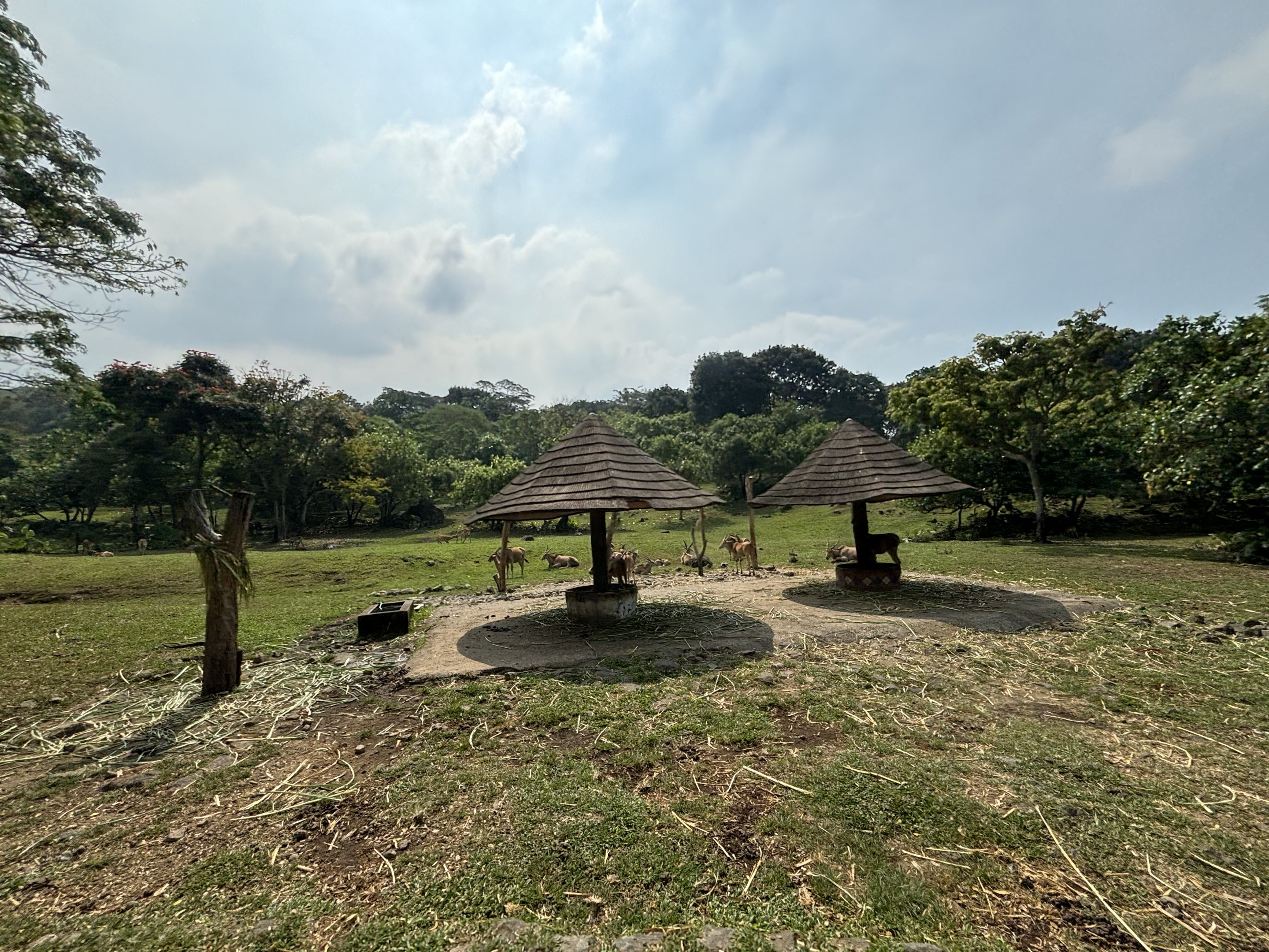Safari - African Savanna