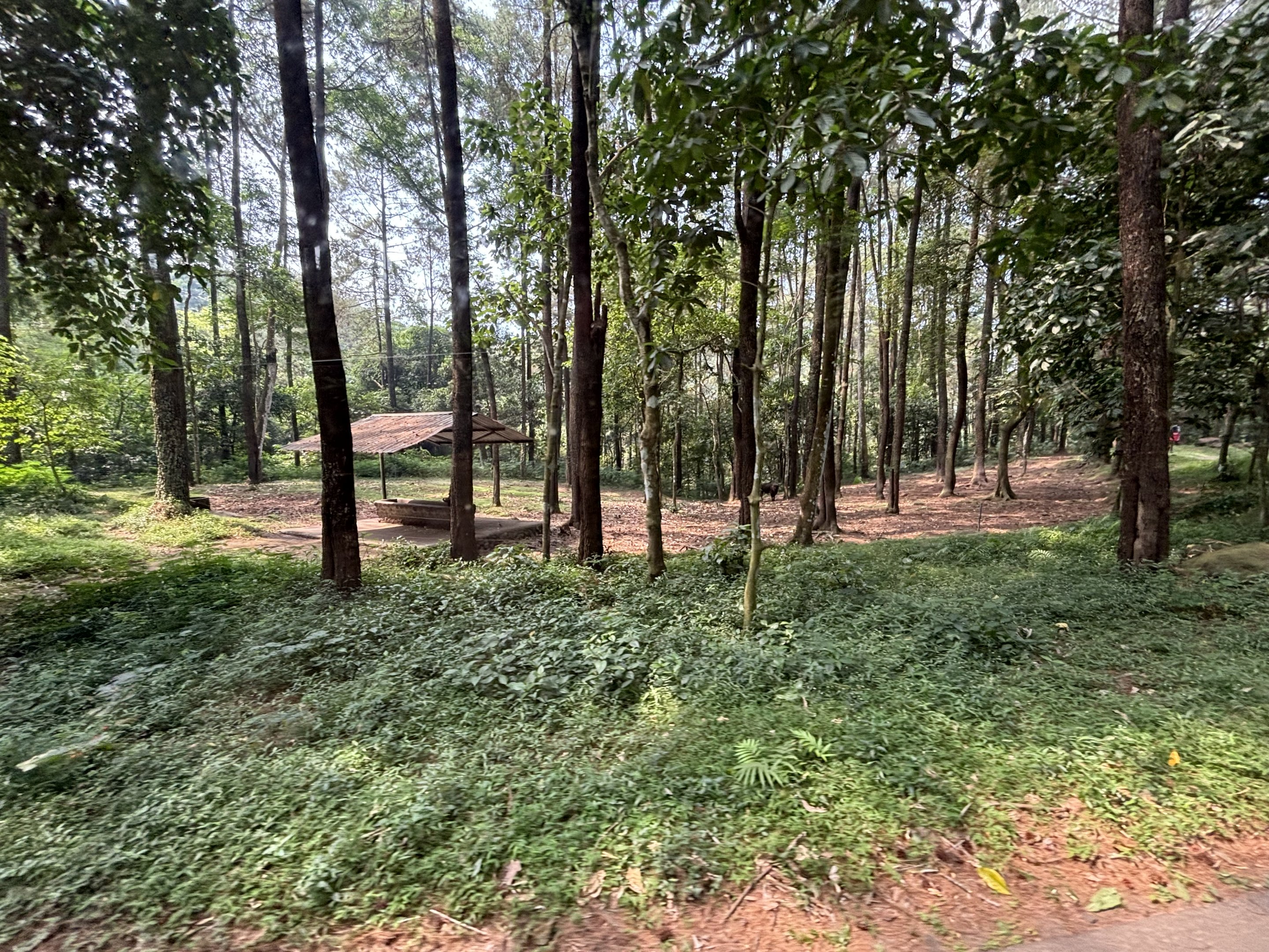 Safari - American Bison Exhibit