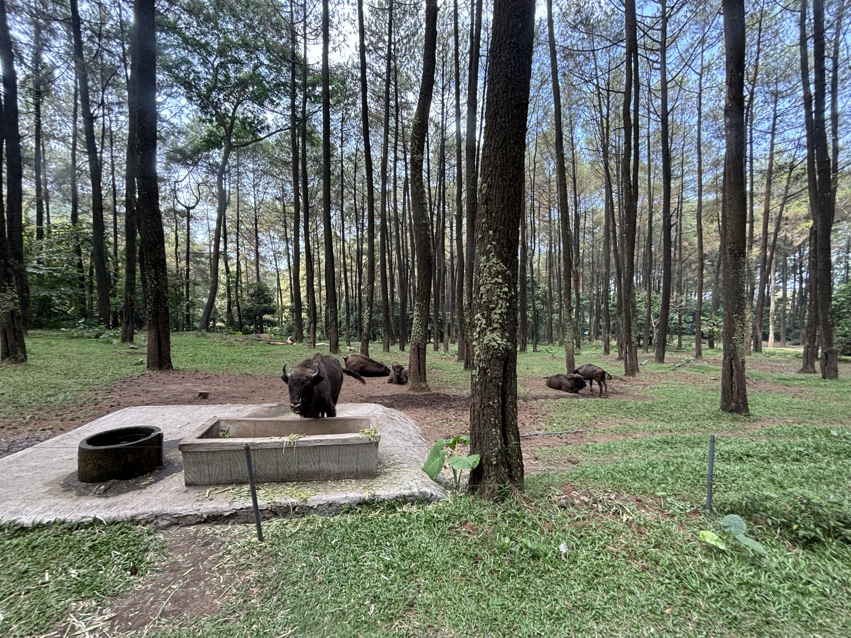 Safari - American Bison Exhibit